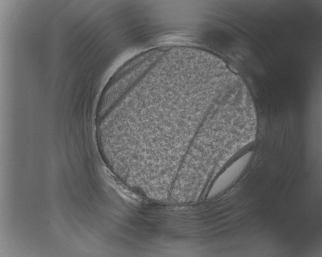 X0000076031435200610201815