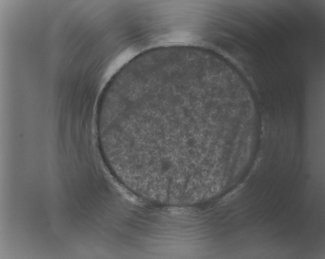 X0000076031469200610201814