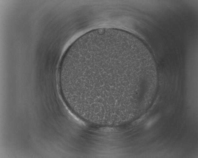 X0000076031517200610201813