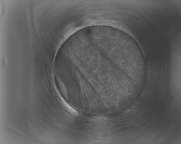 X0000076031525200610201814