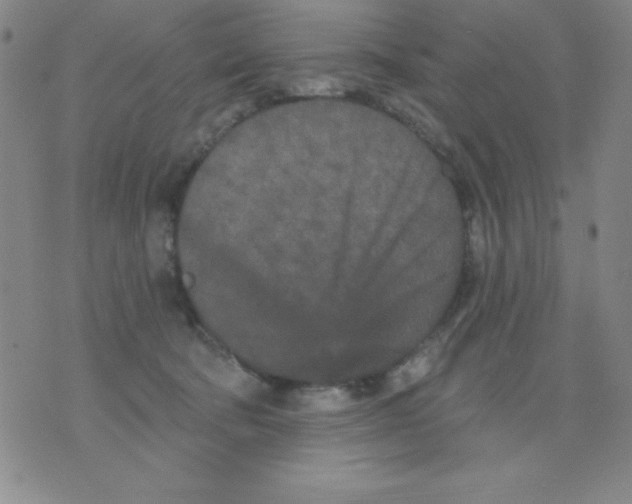 X0000076040322200610152119