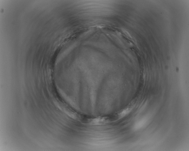 X0000076040366200610152118