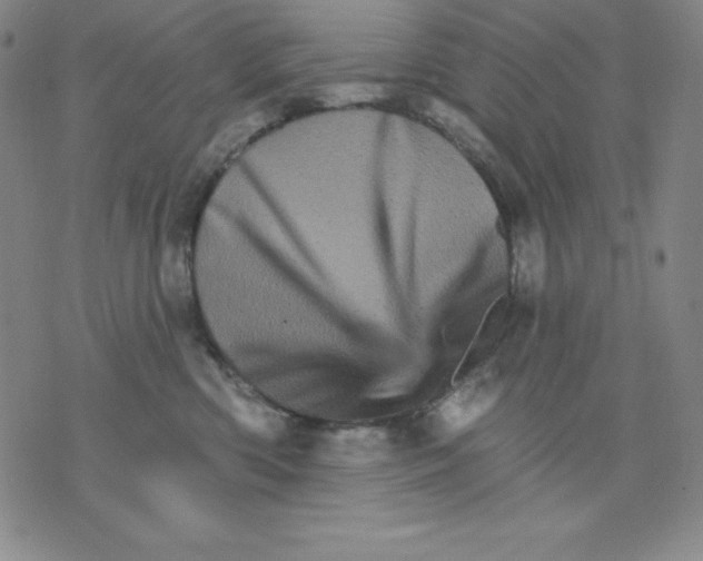 X0000076040426200610152117
