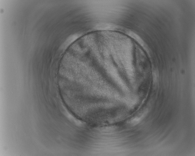 X0000076040433200610152116