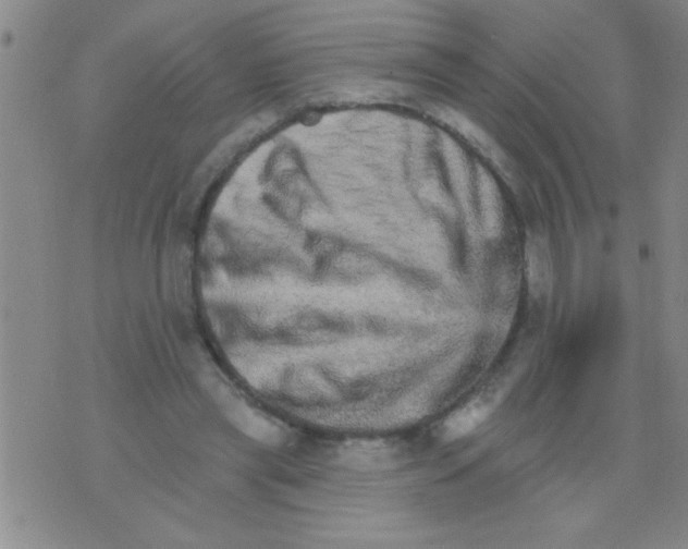 X0000076040445200610152116