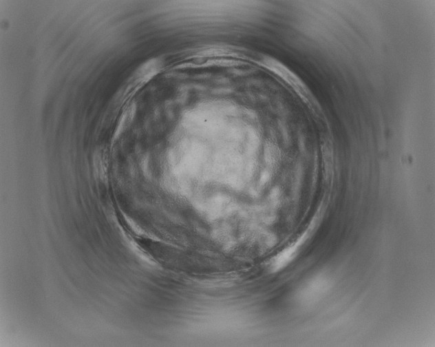 X0000076040857200610152110