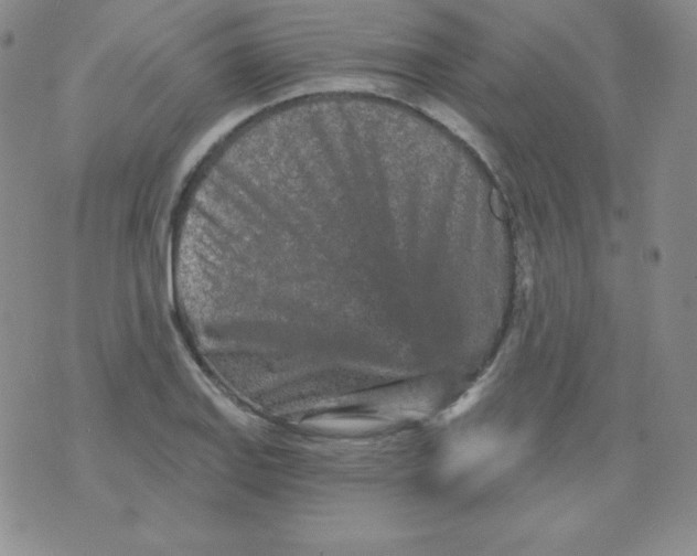 X0000076041127200610152105