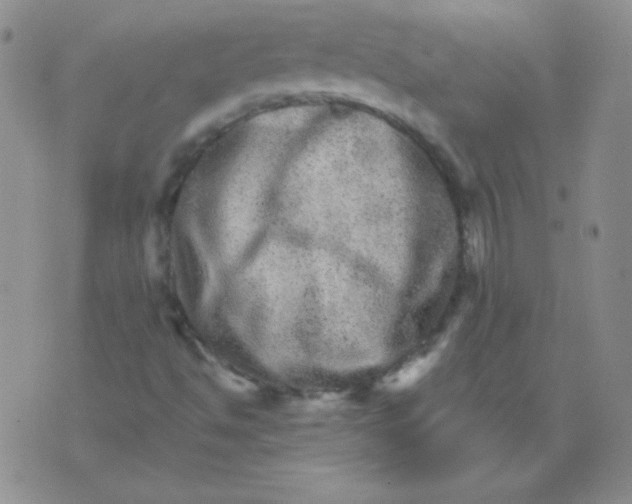 X0000076041494200610152059