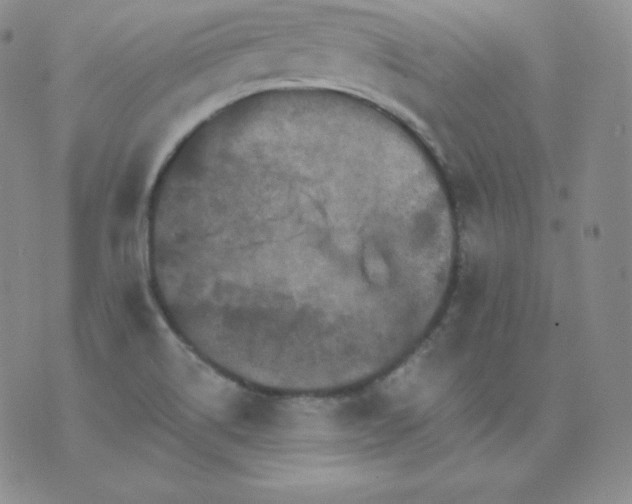 X0000076041514200610152059