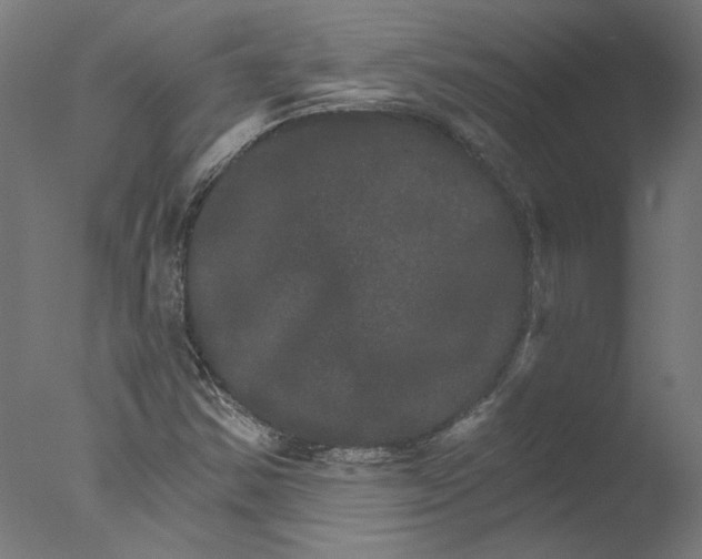 X0000076041354200610201842