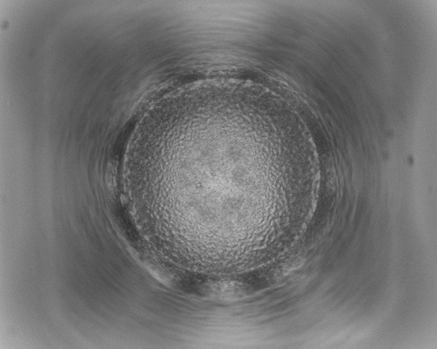 X0000076050695200609291009
