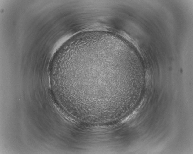 X0000076050925200609291005