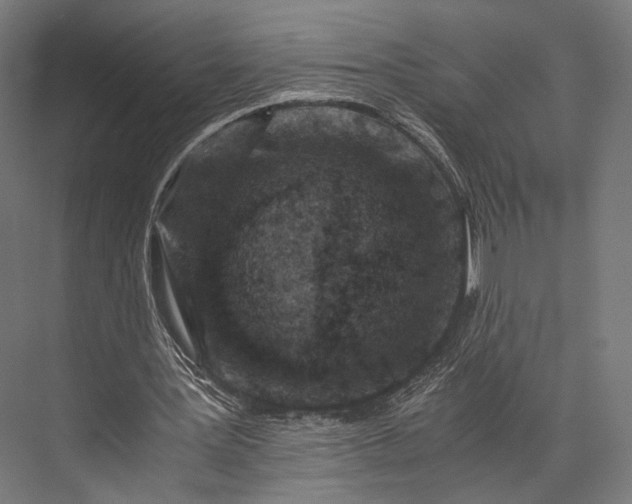 X0000076050387200610061516