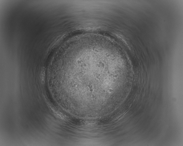 X0000076050495200610061514