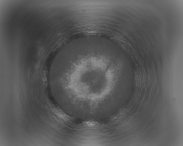X0000076050654200610061511