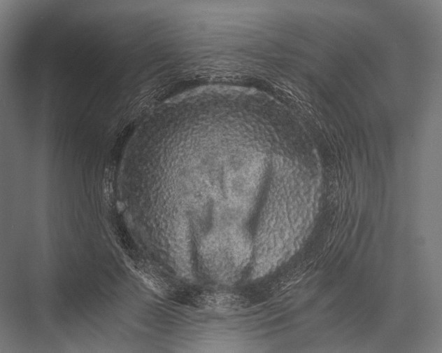 X0000076050695200610061510