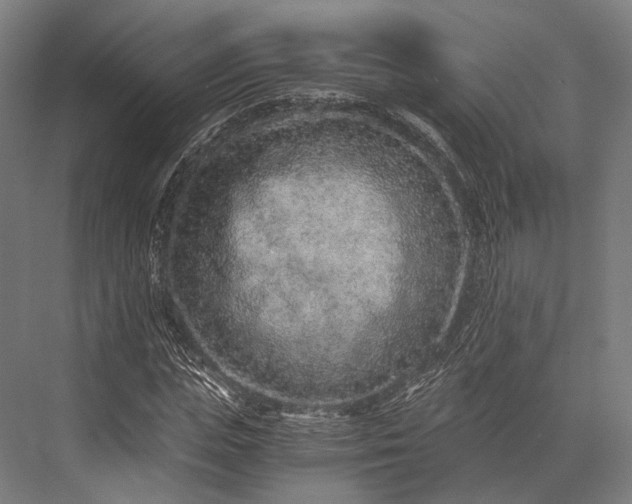 X0000076050823200610061508