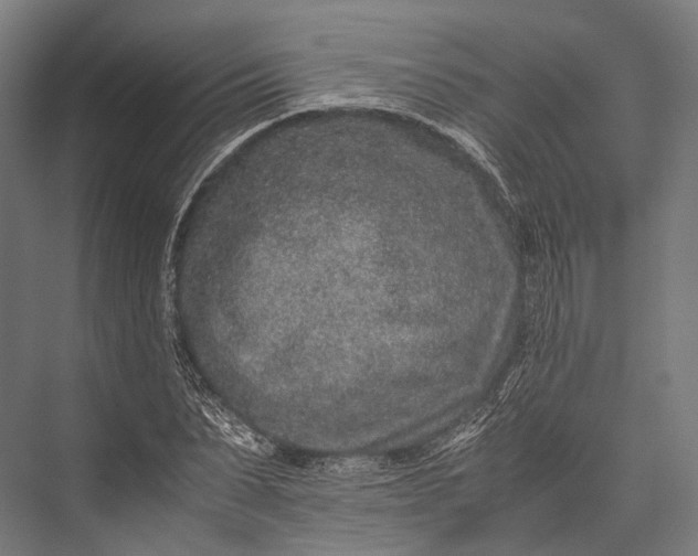 X0000076050879200610061507