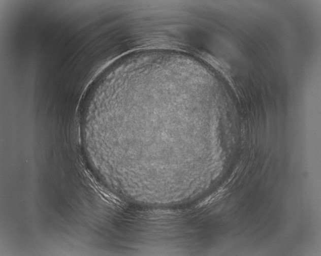 X0000076050925200610061506