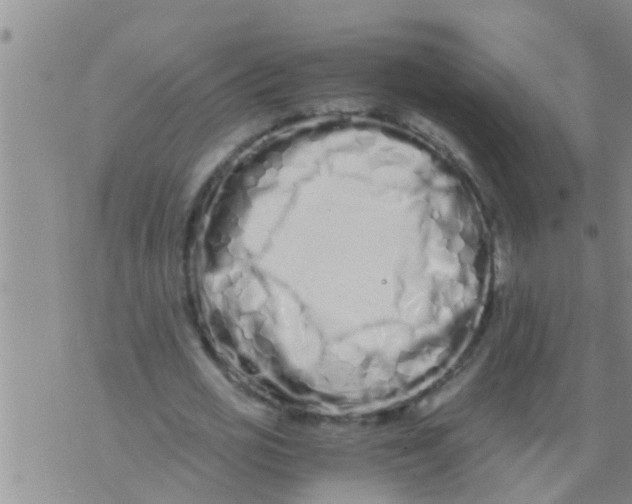 X0000076050725200610152137