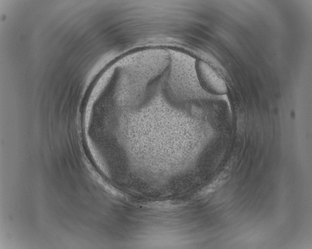 X0000076050990200610152133