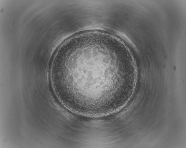 X0000076061268200609221114