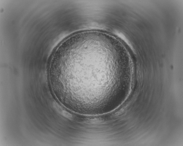 X0000076061460200609221111