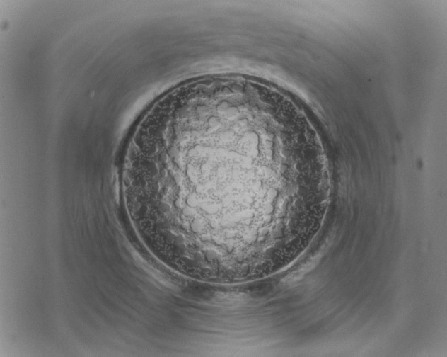 X0000076061509200609221110