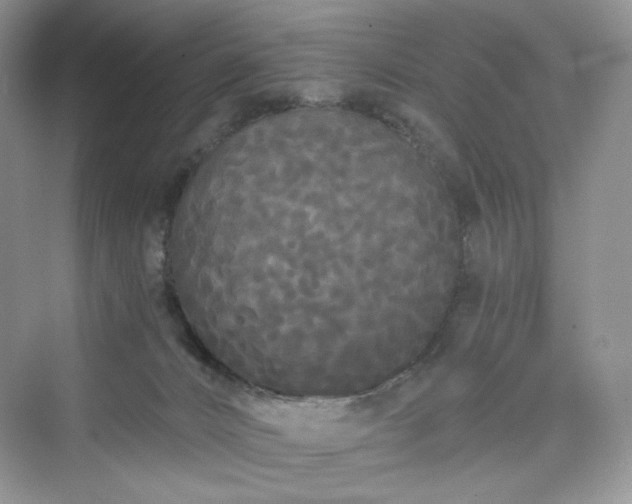 X0000076060032200609291237