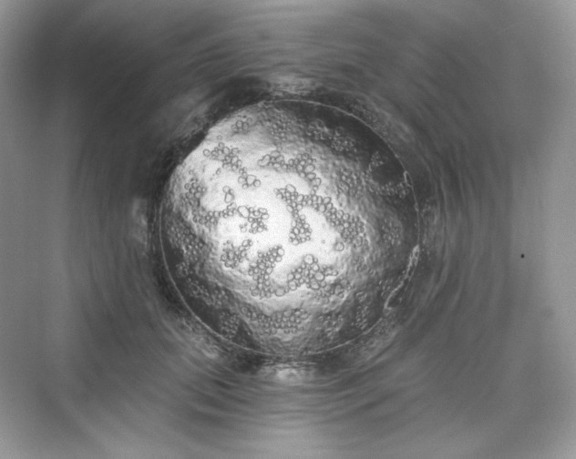 X0000076060655200609291226