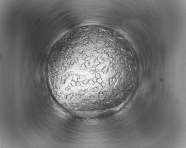 X0000076061137200609291218