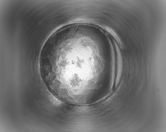 X0000076061288200609291215