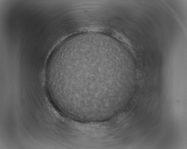 X0000076060012200610061548