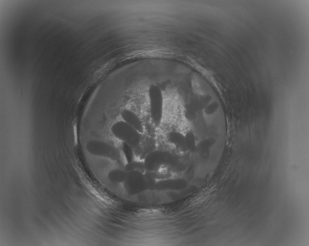 X0000076060061200610061547