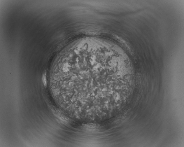 X0000076060069200610061547