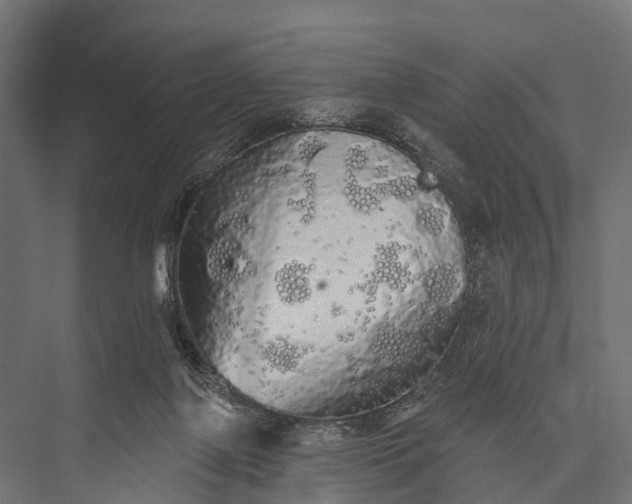 X0000076060075200610061547