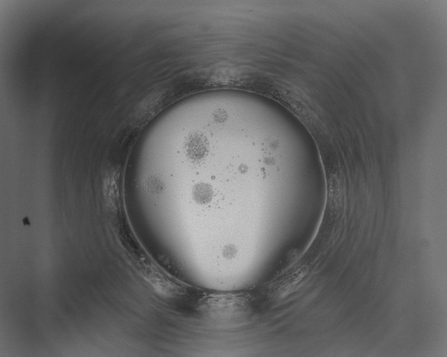 X0000076060127200610061546