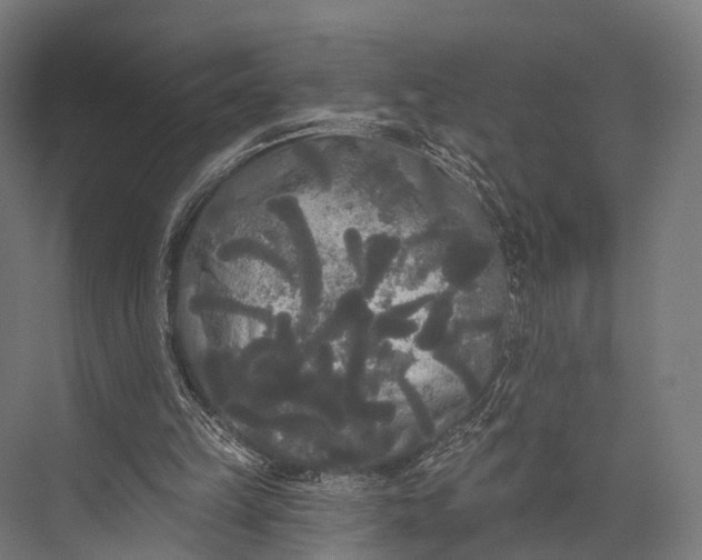 X0000076060149200610061545