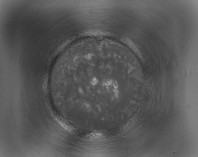 X0000076060159200610061545