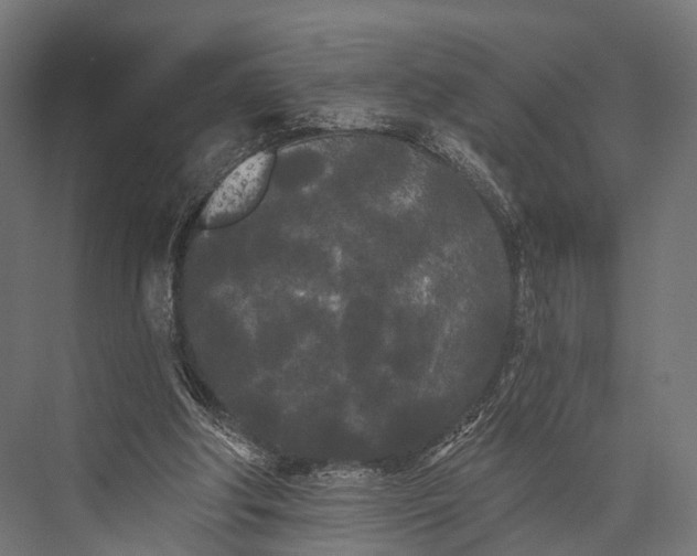 X0000076060202200610061545