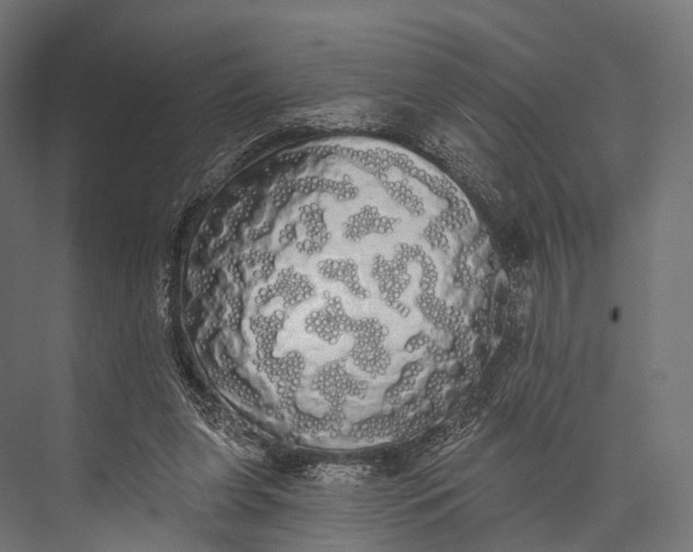 X0000076060255200610061543