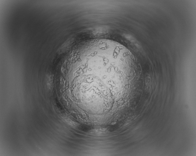 X0000076060278200610061544