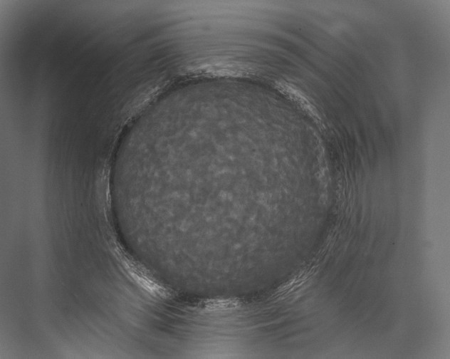 X0000076060398200610061541