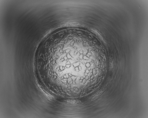 X0000076060439200610061540