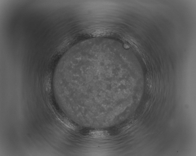 X0000076060499200610061540