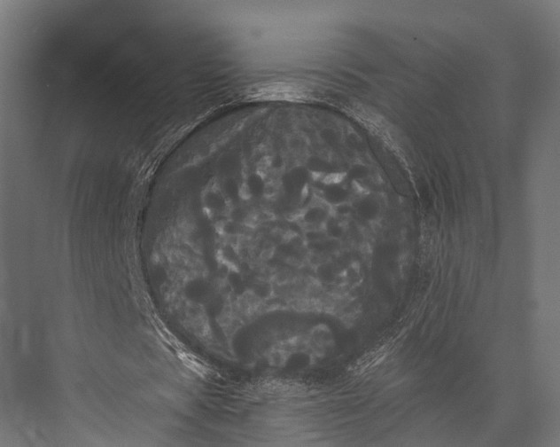 X0000076060529200610061538