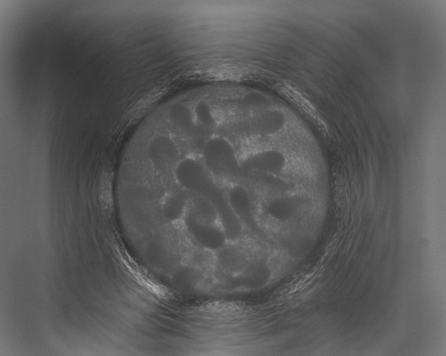 X0000076060537200610061539