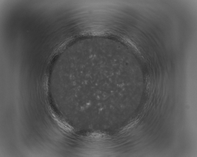 X0000076060542200610061539