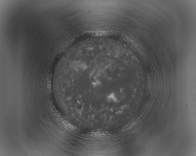 X0000076060545200610061539