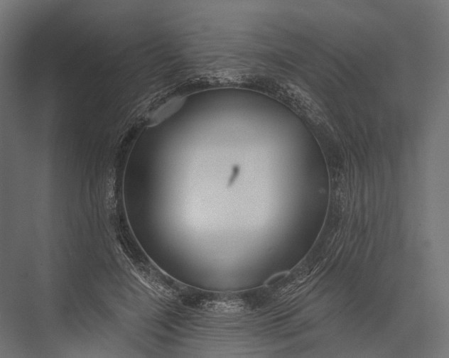 X0000076060548200610061539